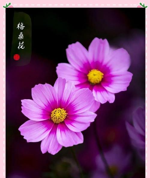 哪些花象征爱情且有典故？爱情花的典故有哪些？