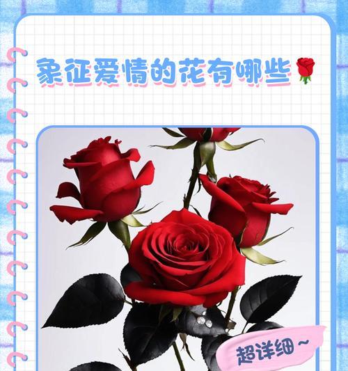 花瓶中象征爱情的花有哪些？它们各自代表什么？