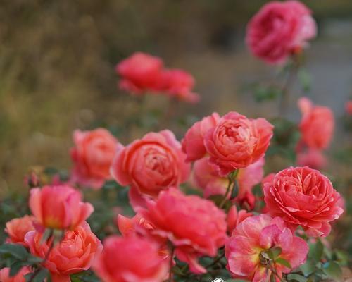 彩红色花绘本的教育意义是什么？绘本中花的颜色有何深意？
