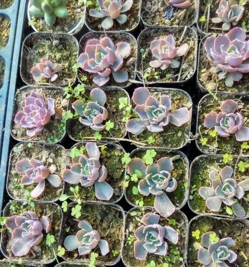 香太狼代表了哪种颜色的花？