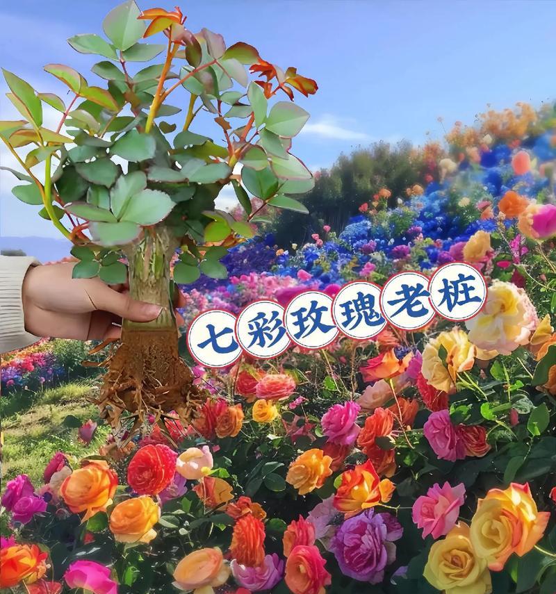 哪种花语代表爱情的幸福？