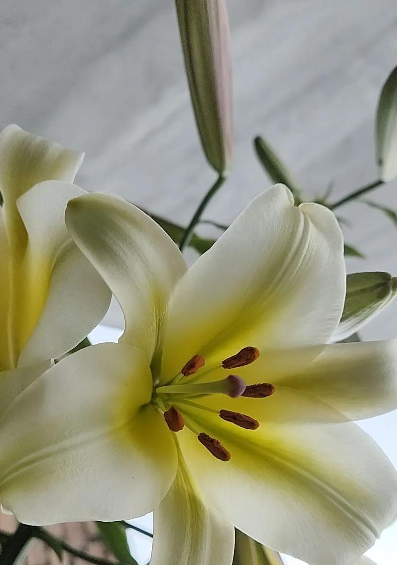 送老人生日百合花有何寓意？它象征着什么？
