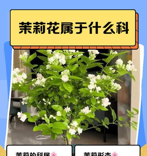 茉莉花的爱情寓意和象征是什么？茉莉花在爱情中的意义？