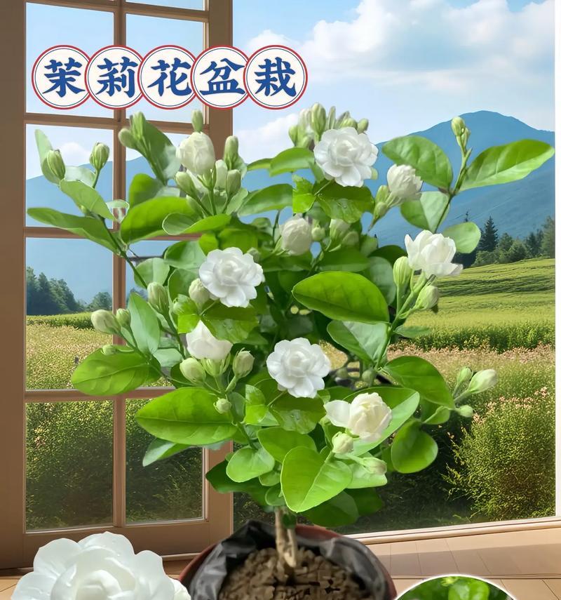 茉莉花的爱情寓意和象征是什么？茉莉花在爱情中的意义？
