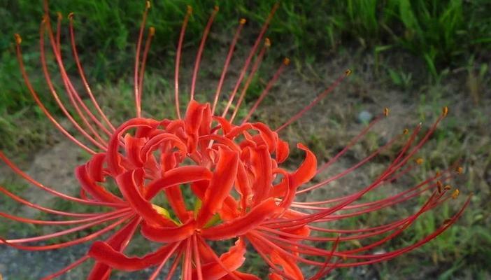 浅色花中哪个寓意更佳？它们的花语有何不同？