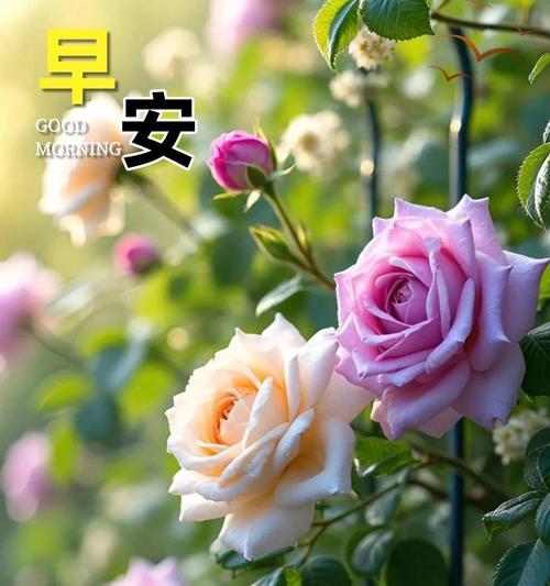 花语平安开心是什么意思？如何用花表达平安开心？