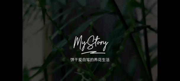 花语平安开心是什么意思？如何用花表达平安开心？