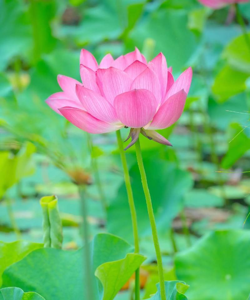 哪些花送人寓意着好运？