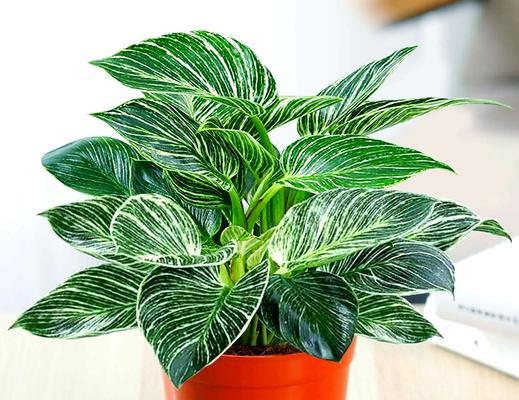 哪些花送人寓意着好运？