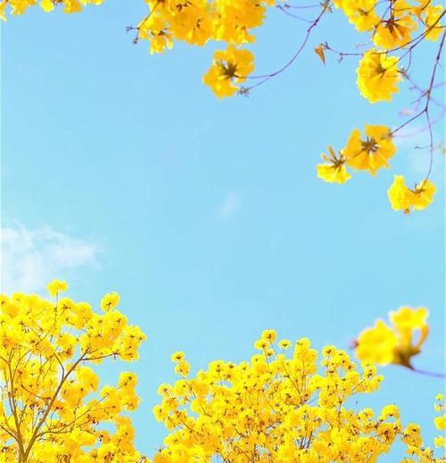 黄色的风铃花寓意是什么？