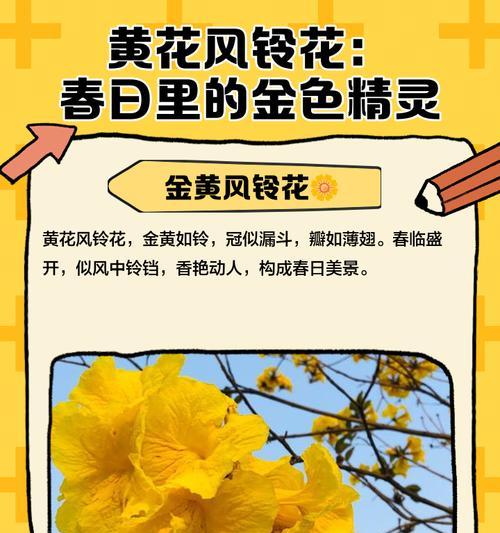 黄色的风铃花寓意是什么？