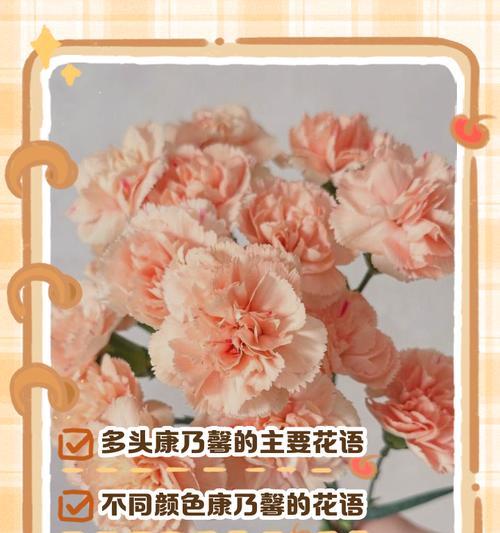 康乃馨不同颜色代表什么？它们各自有哪些花语含义？
