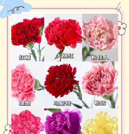 康乃馨不同颜色代表什么？它们各自有哪些花语含义？