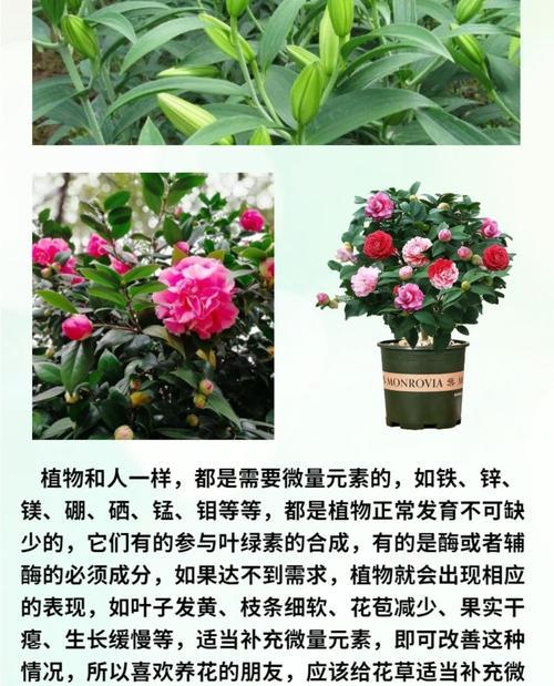 如意花的花语是什么？如意花寓意着什么？