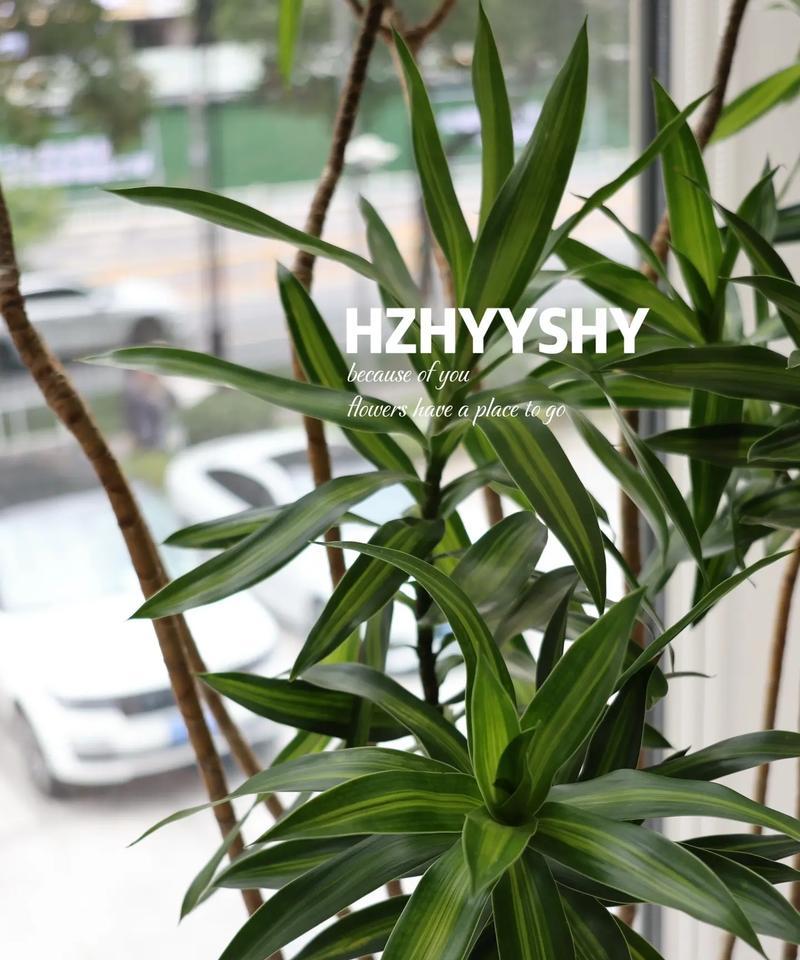 如意花的花语是什么？如意花寓意着什么？