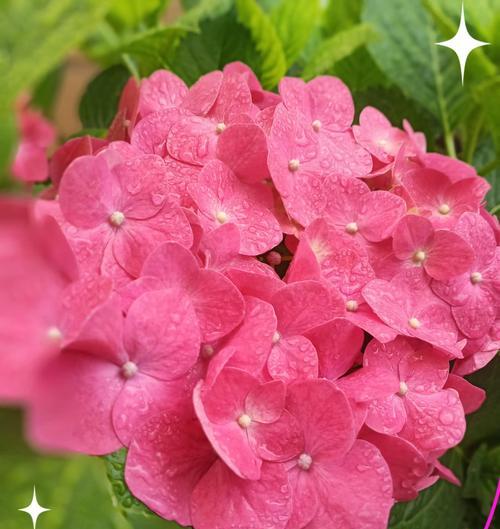 丰收季节的花语代表了什么？