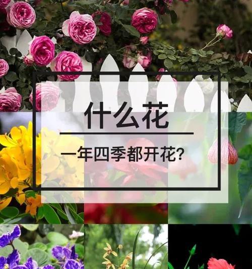 丰收季节的花语代表了什么？