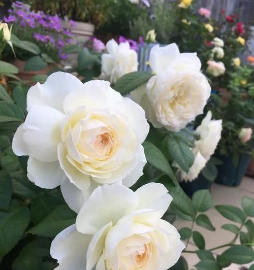 11朵白色月季花代表什么意义？
