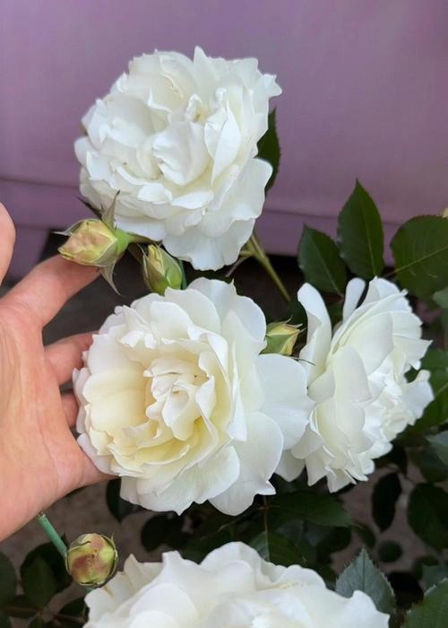 11朵白色月季花代表什么意义？