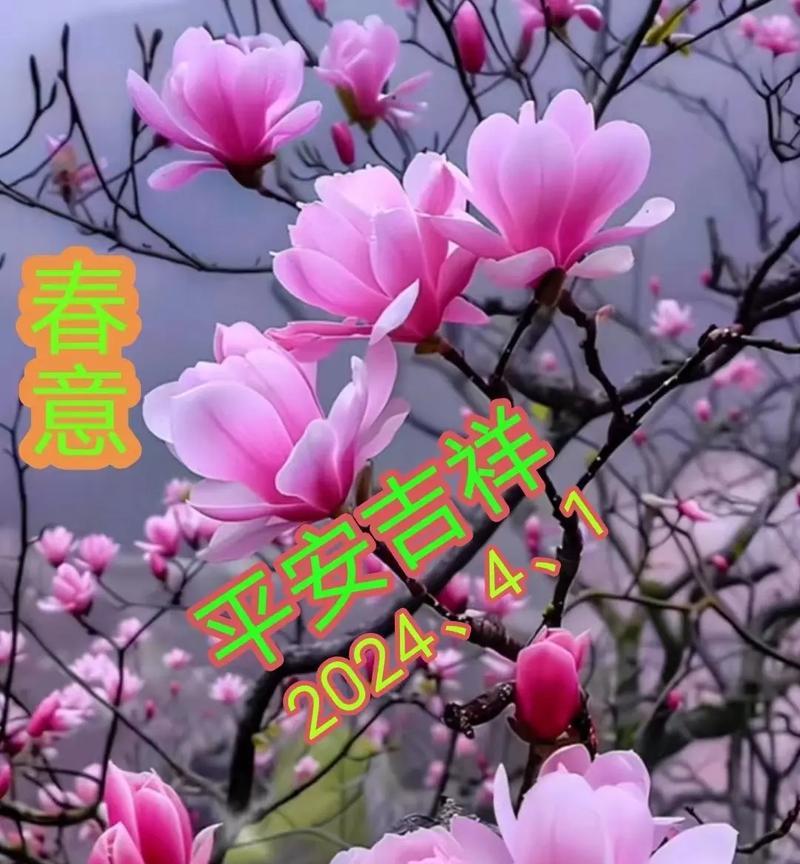 哪些花寓意健康平安幸福？它们的含义是什么？