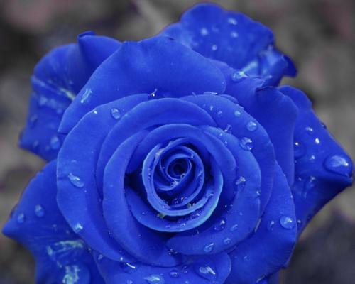 蓝色风暴玫瑰花的寓意是什么？蓝色玫瑰的独特象征意义？