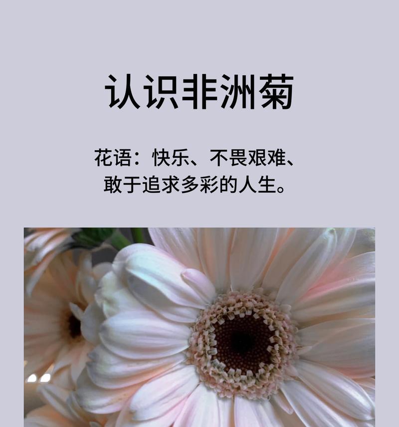 七夕节送7朵花代表什么？七朵花的花语含义是什么？