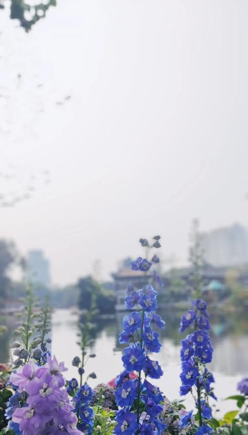 正义节制的花语是什么？花语中正义节制代表什么？
