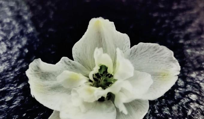 正义节制的花语是什么？花语中正义节制代表什么？