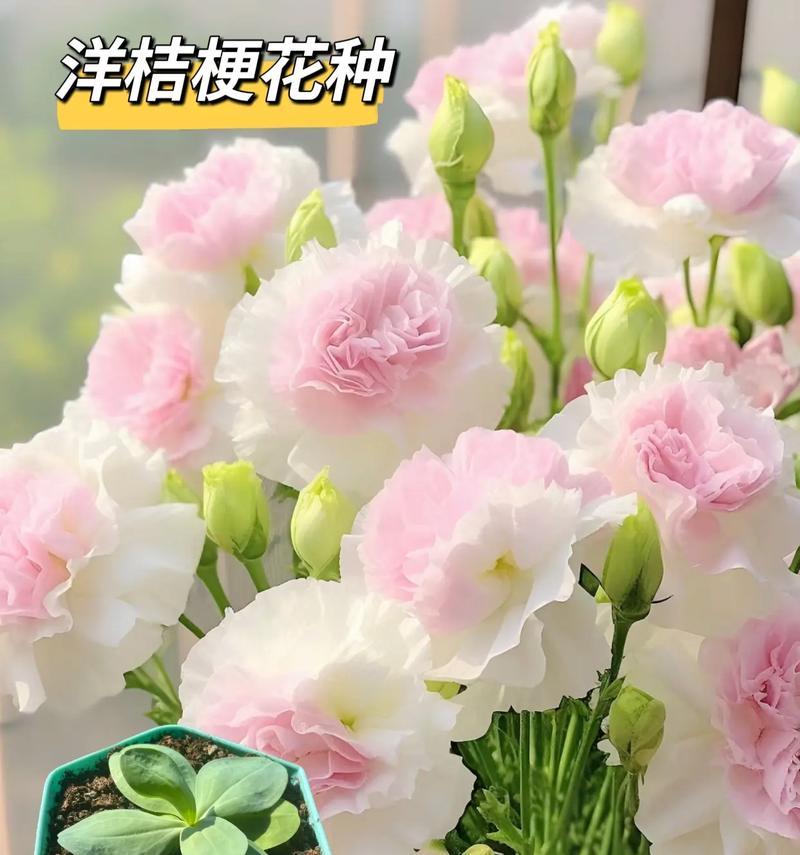白色杨秸秆的花语是什么？它象征着什么？