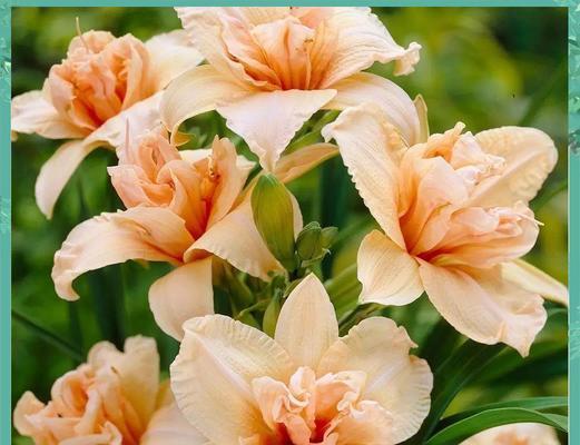 萱草花寓意的来源和传说是什么？