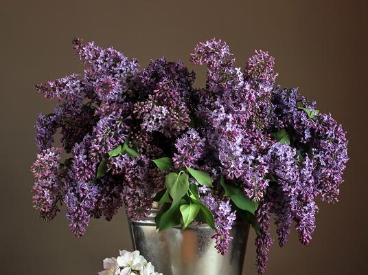 希腊神话中的花寓意是什么？希腊神话花的象征意义有哪些？