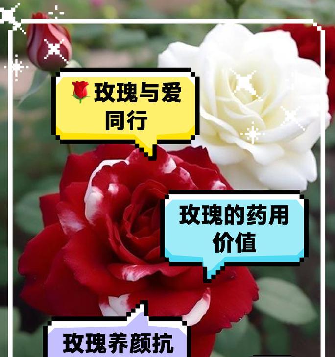 希腊神话中的花寓意是什么？希腊神话花的象征意义有哪些？