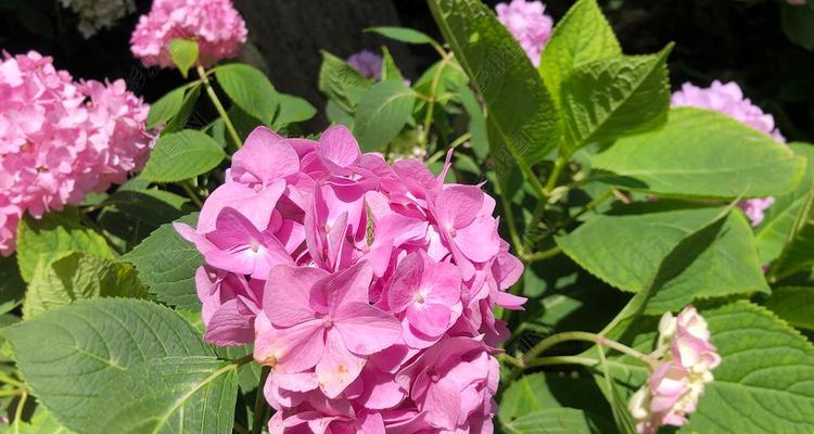 粉红色绣球花代表什么？绣球花的寓意有哪些？