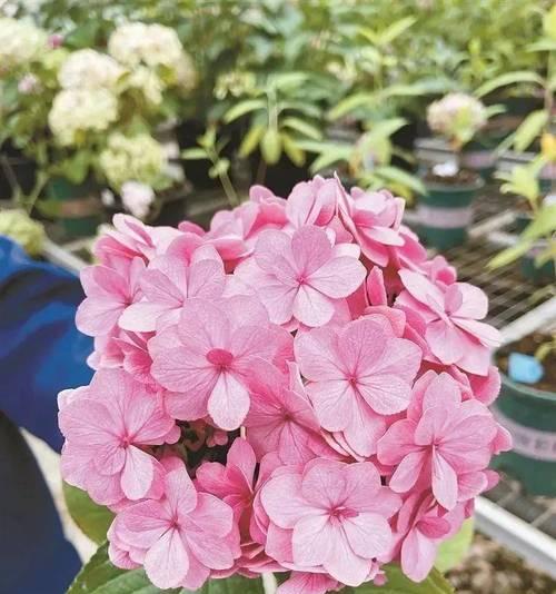 粉红色绣球花代表什么？绣球花的寓意有哪些？