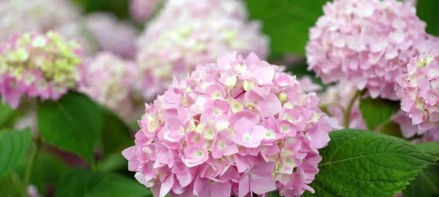 粉红色绣球花代表什么？绣球花的寓意有哪些？