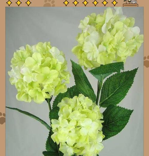 绿色的花代表什么寓意？绿色花卉的象征意义有哪些？