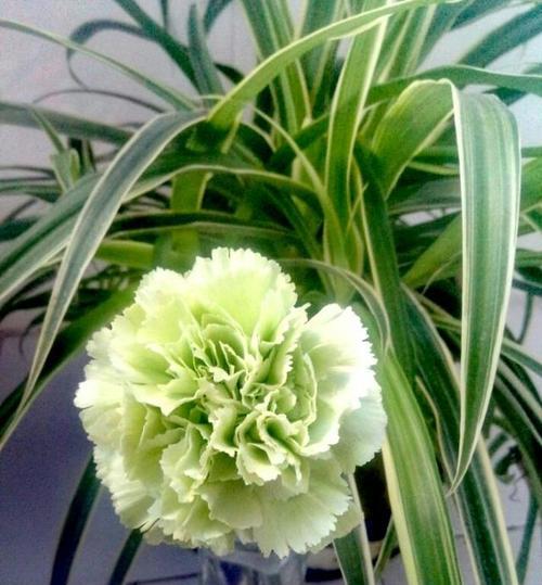 绿色的花代表什么寓意？绿色花卉的象征意义有哪些？