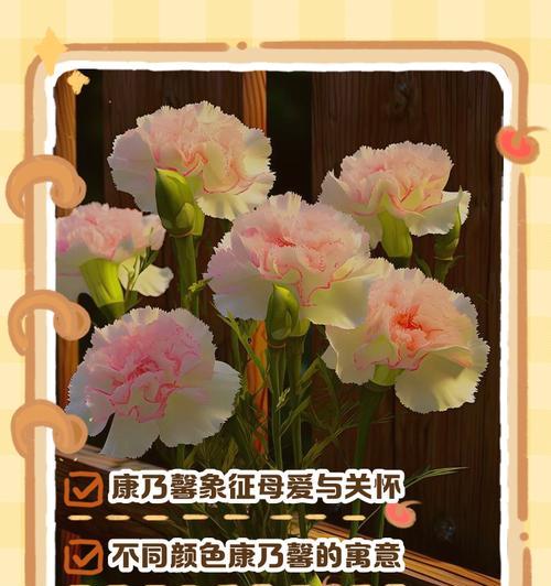 不同颜色康乃馨分别代表什么含义？