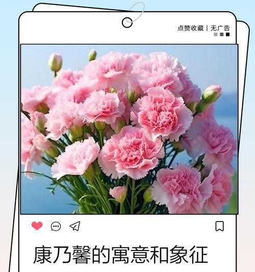 不同颜色康乃馨分别代表什么含义？