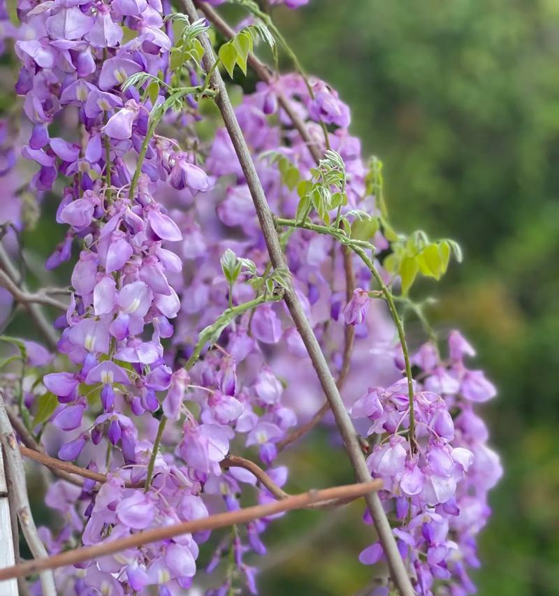 紫色花朵象征着什么？