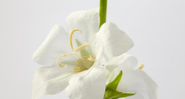 白色桔梗花的花语是什么？它的象征意义有哪些？