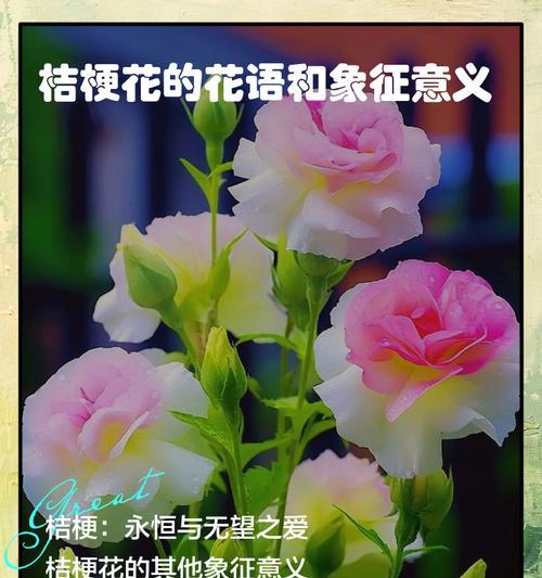 白色桔梗花的花语是什么？它的象征意义有哪些？