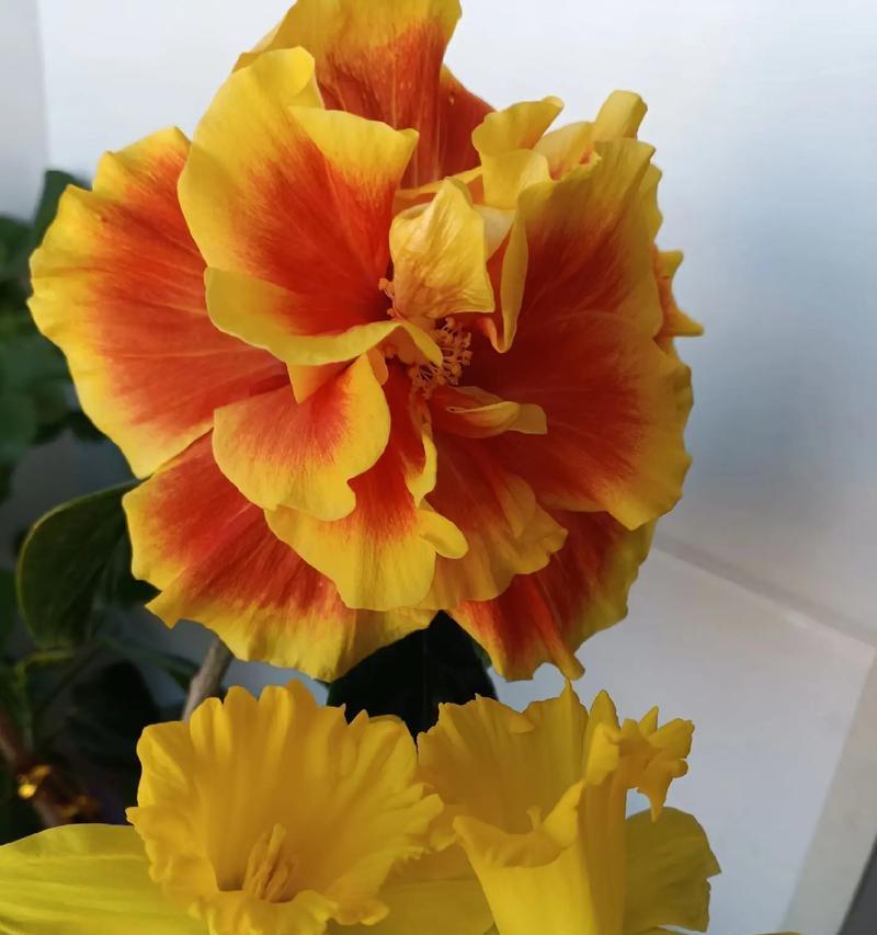 黄色花几朵的含义是什么？