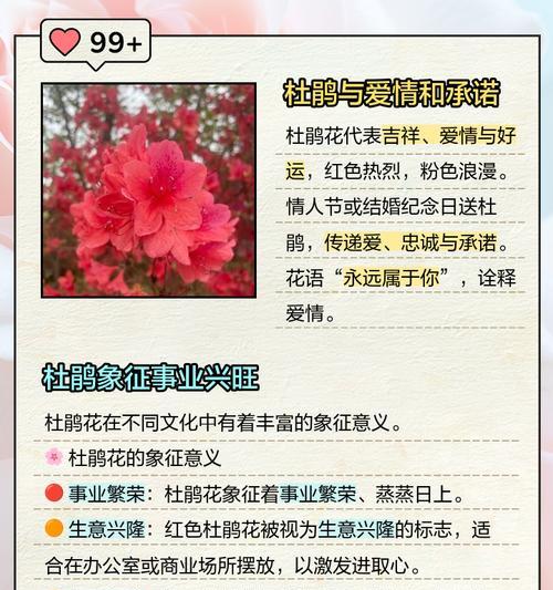 南方花市有哪些特色花及其寓意？