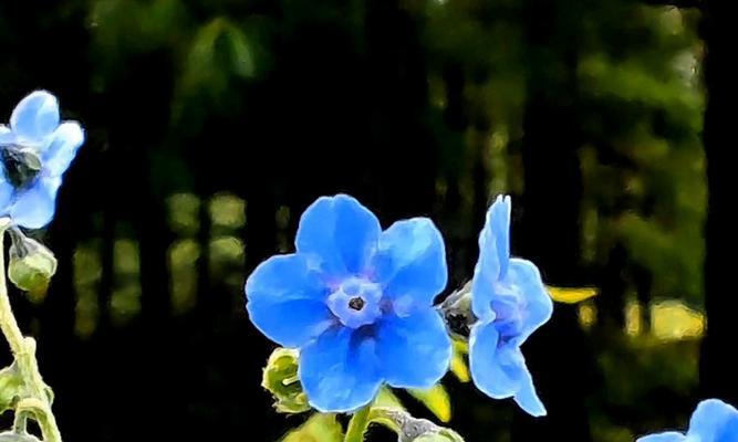 中秋节送小蓝花代表什么？小蓝花的寓意是什么？