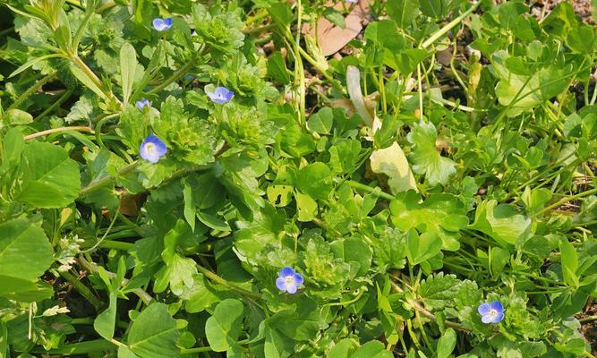中秋节送小蓝花代表什么？小蓝花的寓意是什么？
