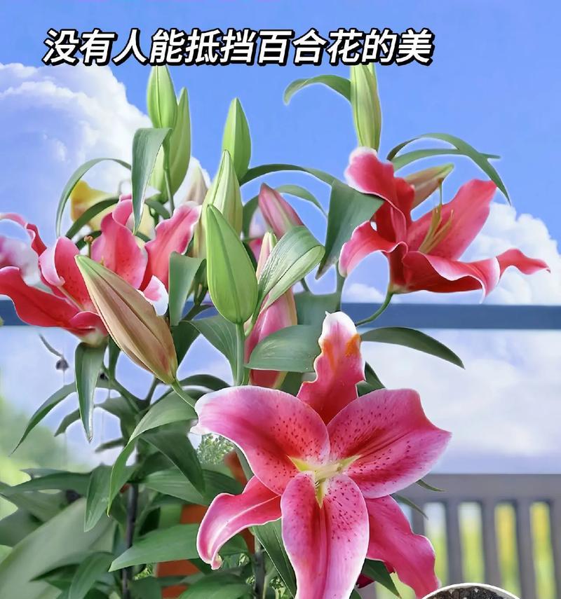 百合花象征爱情的句子有哪些？百合花如何表达爱意？