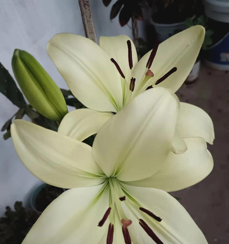 百合花象征爱情的句子有哪些？百合花如何表达爱意？