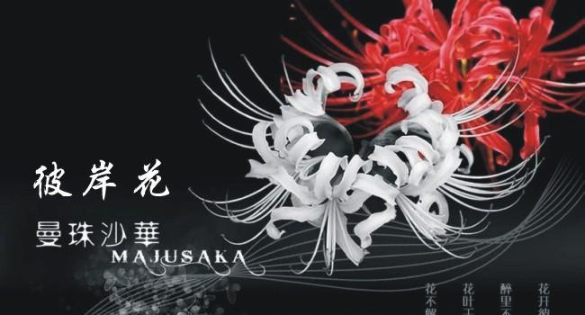 黑色彼岸花象征什么？黑色彼岸花的寓意是什么？