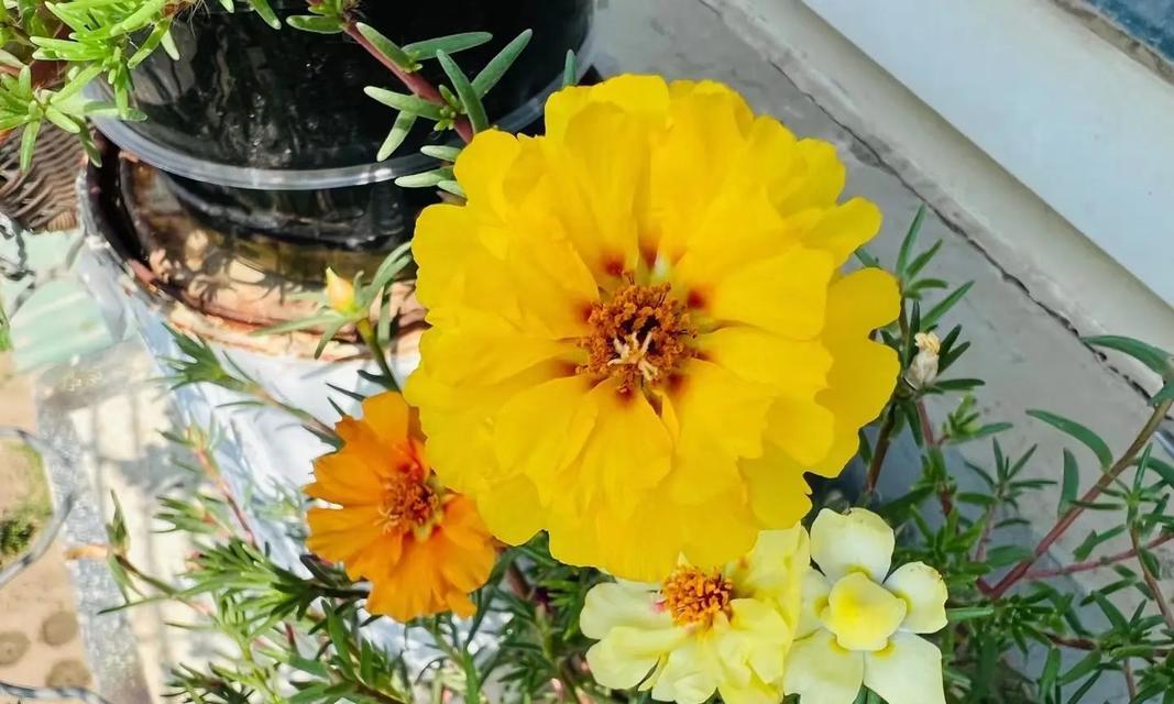 白色太阳花象征着什么？它的寓意有哪些？